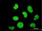 ZNF207 Antibody (monoclonal) (M03)