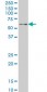 ZNF207 Antibody (monoclonal) (M03)