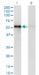 ZNF207 Antibody (monoclonal) (M03)