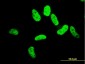 ZNF207 Antibody (monoclonal) (M04)