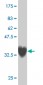 ZNF207 Antibody (monoclonal) (M04)