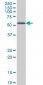 ZNF207 Antibody (monoclonal) (M04)