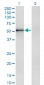 ZNF207 Antibody (monoclonal) (M04)