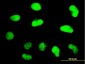 ZNF207 Antibody (monoclonal) (M05)