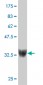 ZNF207 Antibody (monoclonal) (M05)