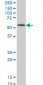 ZNF207 Antibody (monoclonal) (M05)