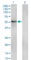 ZNF207 Antibody (monoclonal) (M05)