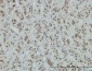 ZNF207 Antibody (monoclonal) (M06)