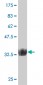 ZNF207 Antibody (monoclonal) (M06)