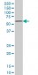 ZNF207 Antibody (monoclonal) (M06)