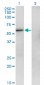 ZNF207 Antibody (monoclonal) (M06)