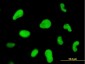 ZNF207 Antibody (monoclonal) (M07)