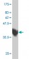 ZNF207 Antibody (monoclonal) (M07)