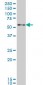 ZNF207 Antibody (monoclonal) (M07)