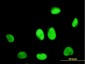 ZNF207 Antibody (monoclonal) (M08)