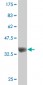 ZNF207 Antibody (monoclonal) (M08)