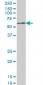 ZNF207 Antibody (monoclonal) (M08)