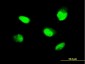 ZNF207 Antibody (monoclonal) (M09)