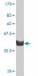 ZNF207 Antibody (monoclonal) (M09)