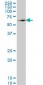 ZNF207 Antibody (monoclonal) (M09)