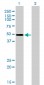 ZNF207 Antibody (monoclonal) (M09)