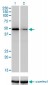ZNF207 Antibody (monoclonal) (M09)