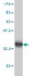 ZNF213 Antibody (monoclonal) (M01)