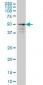 ZNF213 Antibody (monoclonal) (M01)