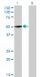 ZNF213 Antibody (monoclonal) (M01)