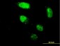 ZNF213 Antibody (monoclonal) (M02)