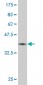 ZNF213 Antibody (monoclonal) (M02)