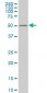 ZNF213 Antibody (monoclonal) (M02)