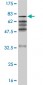 ZNF24 Antibody (monoclonal) (M02)