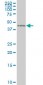 ZNF24 Antibody (monoclonal) (M02)