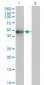 ZNF24 Antibody (monoclonal) (M02)