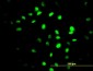 ZNF24 Antibody (monoclonal) (M03)