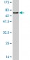 ZNF24 Antibody (monoclonal) (M03)