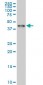 ZNF24 Antibody (monoclonal) (M03)