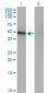 ZNF24 Antibody (monoclonal) (M03)