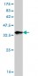 ZNF259 Antibody (monoclonal) (M01)