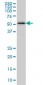 ZNF259 Antibody (monoclonal) (M01)