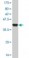 ZNF263 Antibody (monoclonal) (M02)