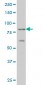 ZNF263 Antibody (monoclonal) (M02)