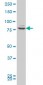ZNF263 Antibody (monoclonal) (M03)