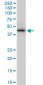 ZNF265 Antibody (monoclonal) (M02)