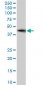 ZNF265 Antibody (monoclonal) (M02)