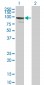 ZNF274 Antibody (monoclonal) (M01)