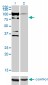 ZNF274 Antibody (monoclonal) (M04)
