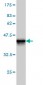 ZNF346 Antibody (monoclonal) (M01)