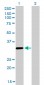 ZNF346 Antibody (monoclonal) (M01)